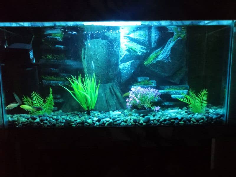 New 3D Running Aquarium For Sale. 12