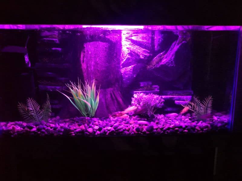 New 3D Running Aquarium For Sale. 14