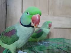 Raw alexandran parrot pair for sale ( NOT SELLING SEPARATELY)