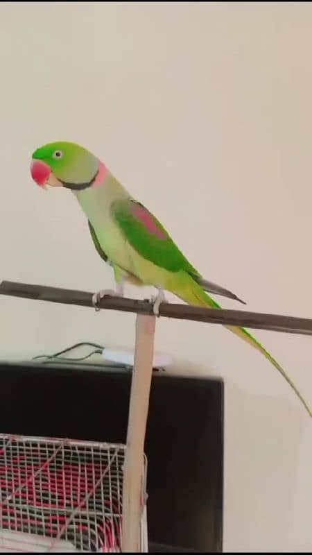 100%breeder pair males is very Loving tamed with good voice 0