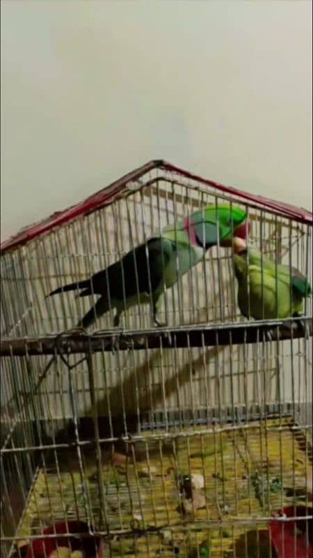 100%breeder pair males is very Loving tamed with good voice 1