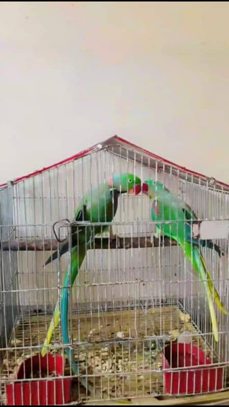 100%breeder pair males is very Loving tamed with good voice 2