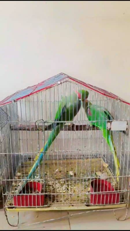 100%breeder pair males is very Loving tamed with good voice 5