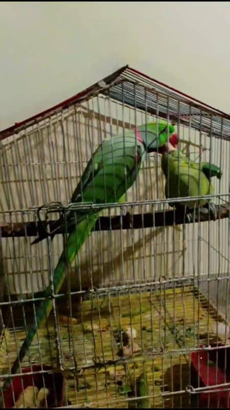 100%breeder pair males is very Loving tamed with good voice 7