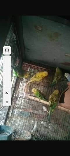 Budgies