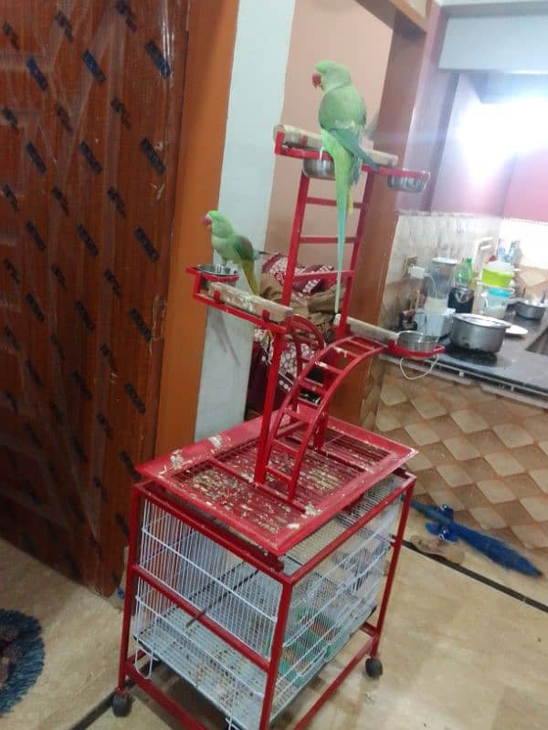 cage stand perot 3