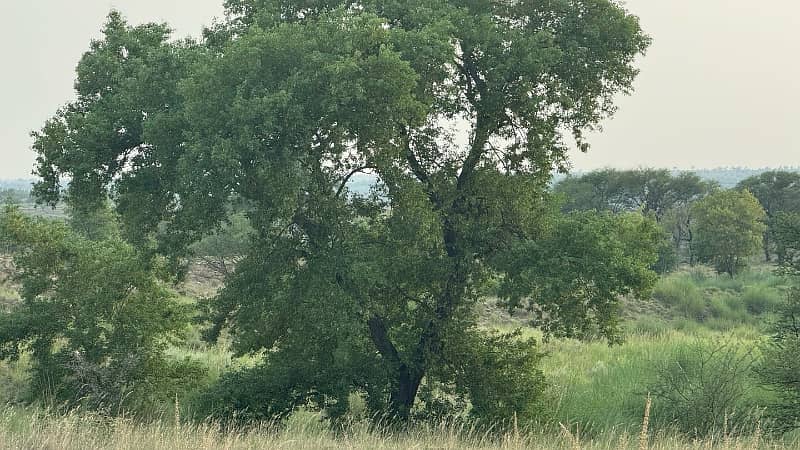 106 Kanal Land Chakwal Near Balkasar 3