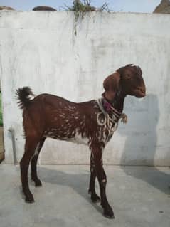 phatt bakri