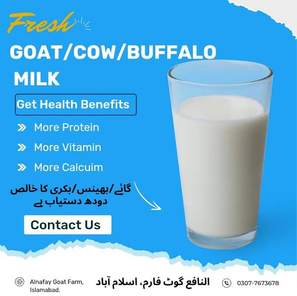 Goat Milk // COW Milk // Buffalo Milk 13