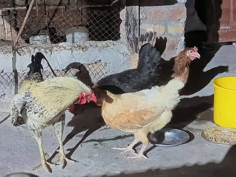 eggs lying hens, Andy wali murghi, desi murghi 1