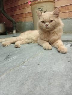 Persian male cat semi punch