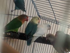 love birds breeders for sale