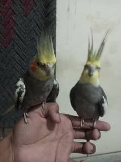 hand tame breeder male or female