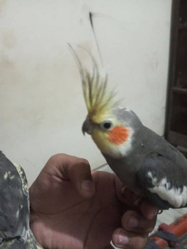 hand tame breeder male or female 6