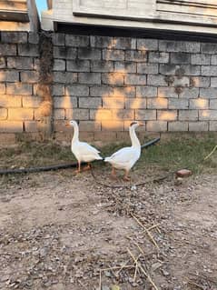 Long neck duck 03181793437 yeah mera nmb hai also available WhatsApp