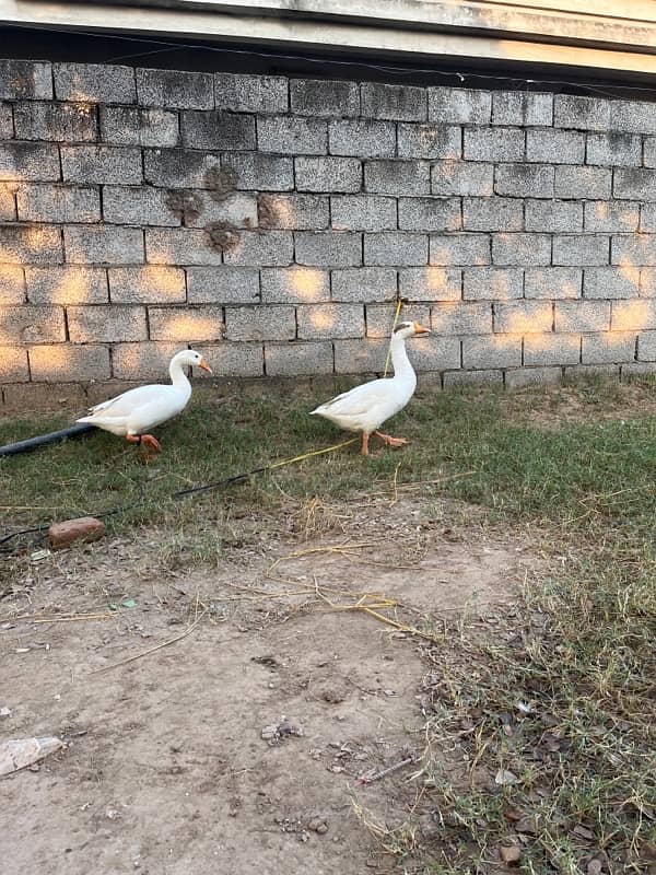 Long neck duck 03181793437 yeah mera nmb hai also available WhatsApp 1