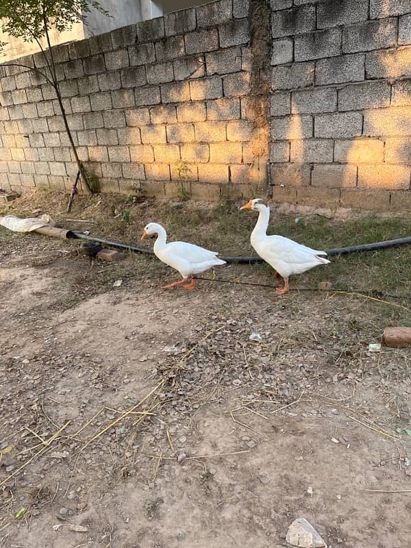 Long neck duck 03181793437 yeah mera nmb hai also available WhatsApp 3