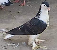 Breeder Lahori sherazi female