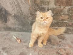 Persian Cat For Sale