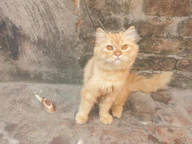 Urgent Persian Cat For Sale 0