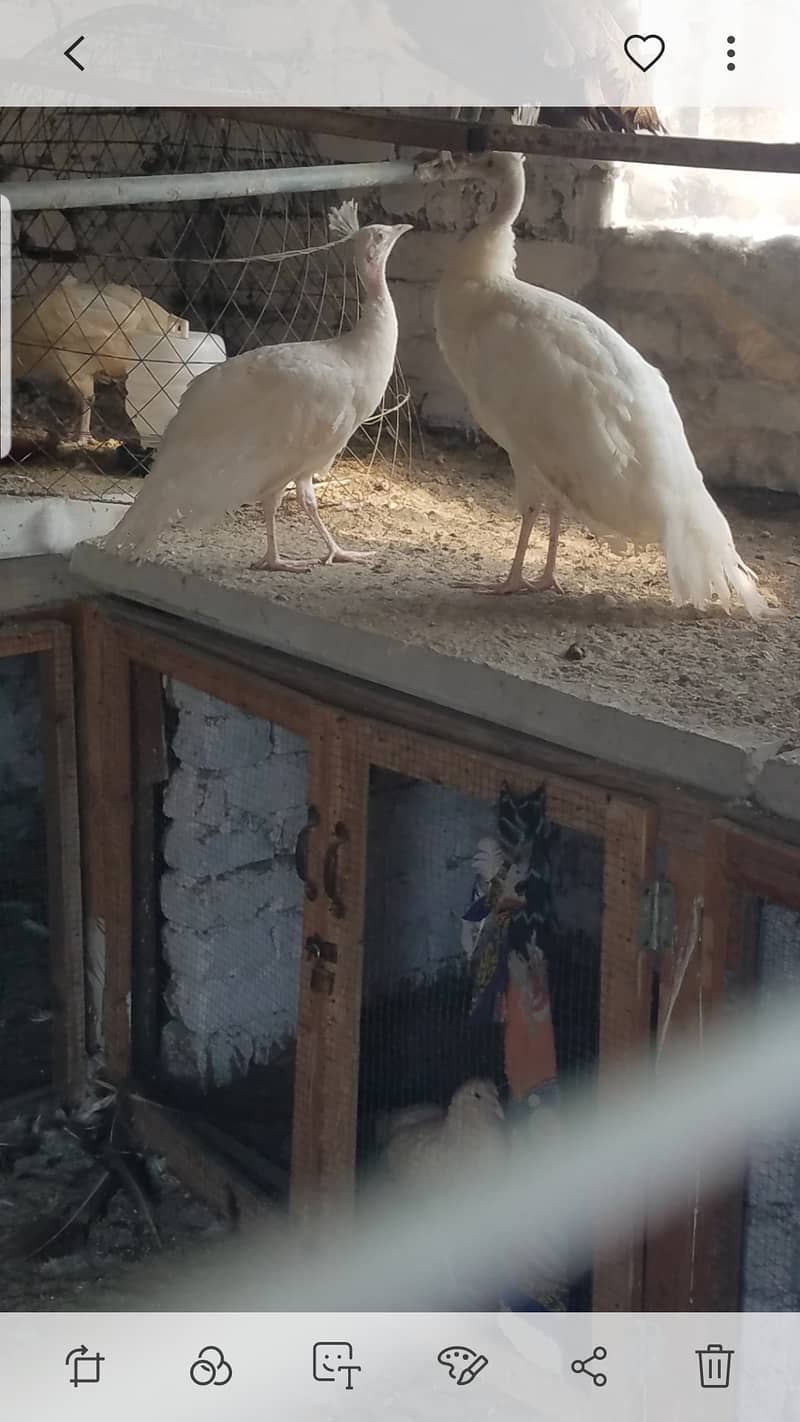 Peacock pair available 3