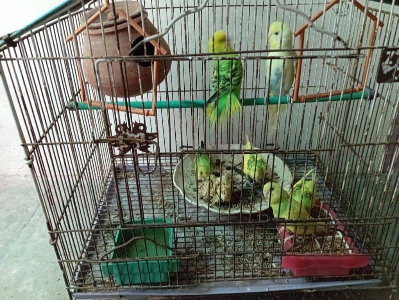 Australian parrot sale 0