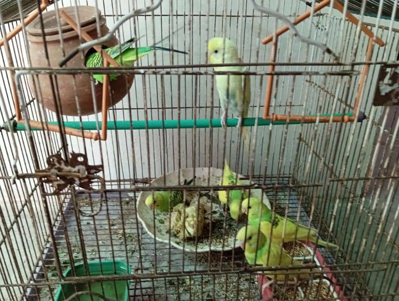 Australian parrot sale 1