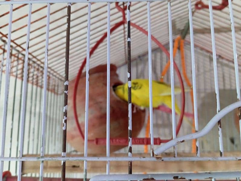 Australian parrot sale 2