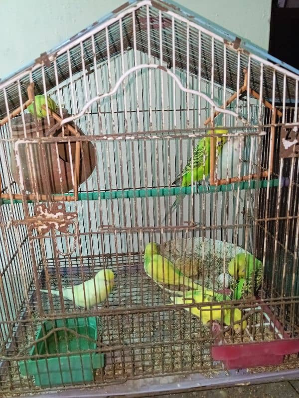 Australian parrot sale 3