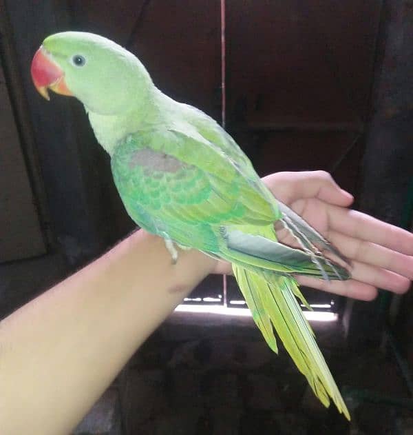 Raw parrot 0