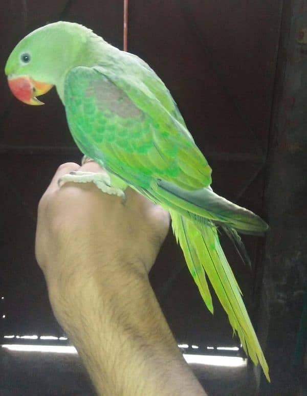 Raw parrot 1