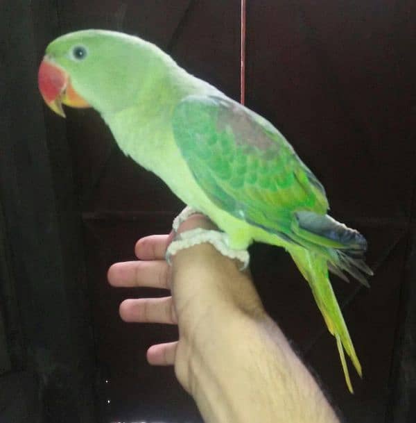 Raw parrot 2