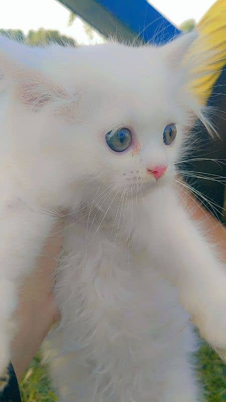 Persian cat 3