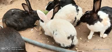 Rabbits for sale 0