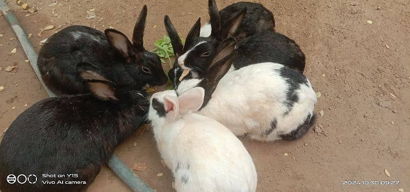 Rabbits for sale 1