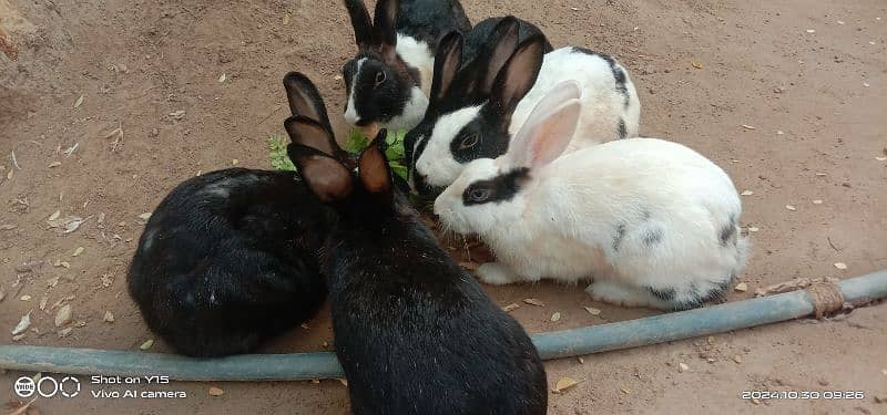 Rabbits for sale 2