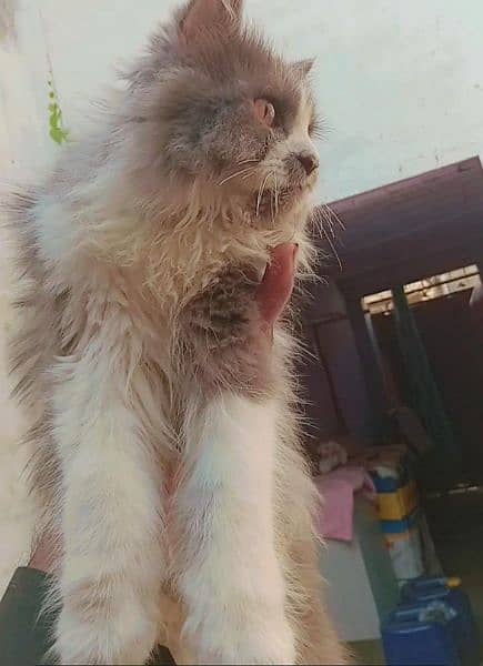 3cot pure Persian cat for sale exchange possible 1