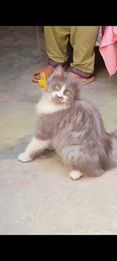 3cot pure Persian cat for sale exchange possible