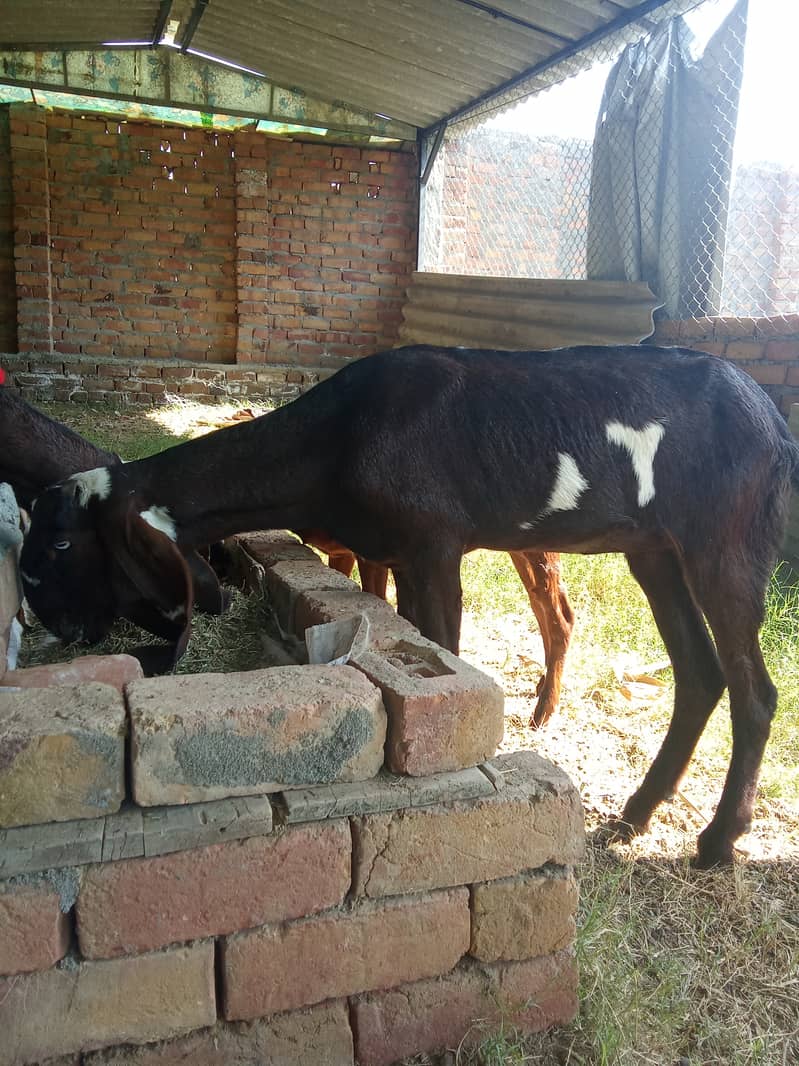 Beetal goat for sale urgent 0