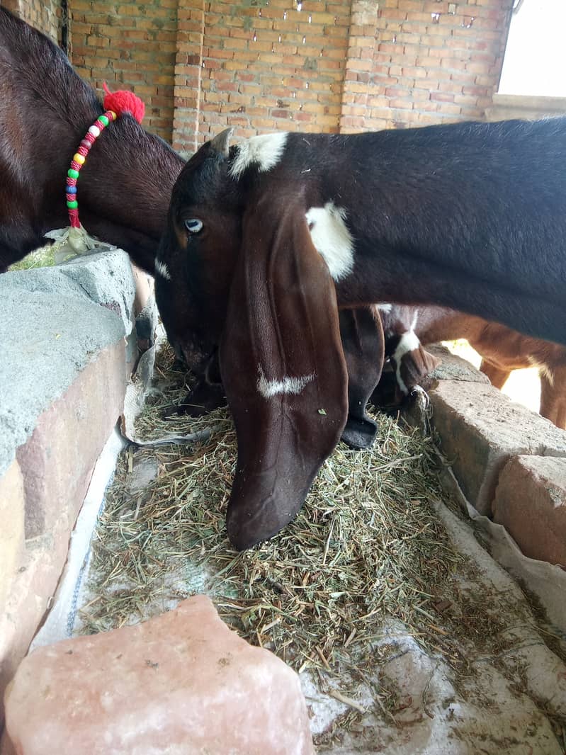 Beetal goat for sale urgent 2