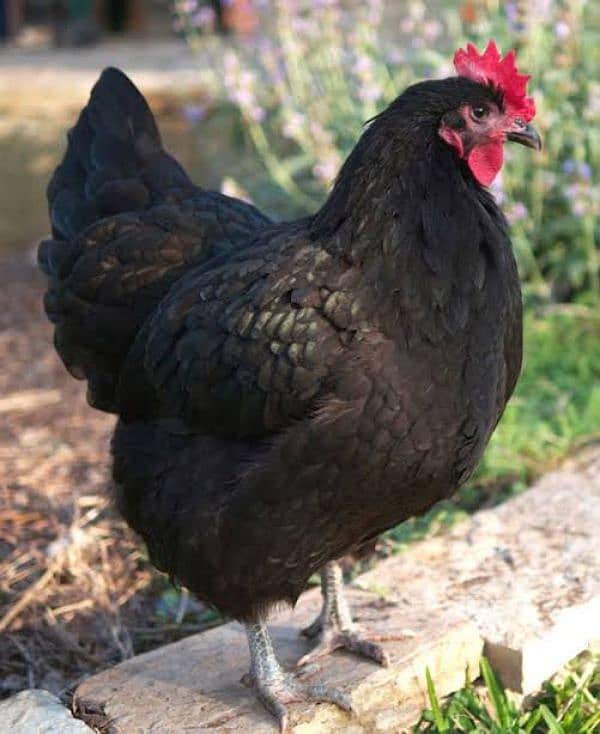 Australorp fertile eggs 1