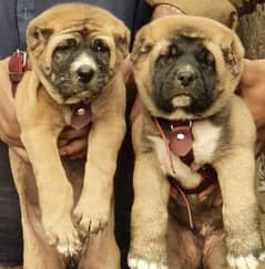 kurdish Kangal dog pair 2 months for sale security dog