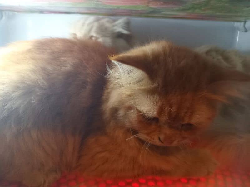 FEMALE PERSIAN 9 MONTH BROWN COLOUR FULY FRINDLY LEATER TRAIN 0