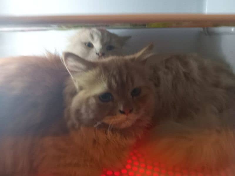 FEMALE PERSIAN 9 MONTH BROWN COLOUR FULY FRINDLY LEATER TRAIN 2