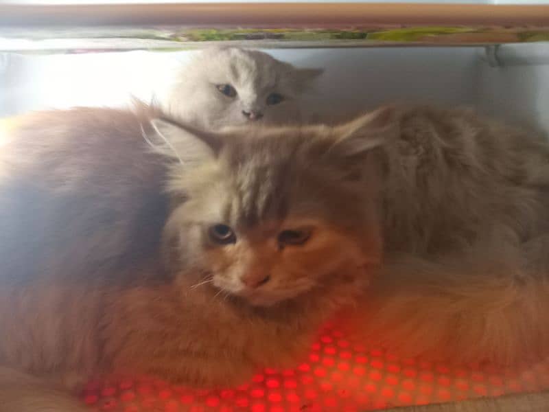 FEMALE PERSIAN 9 MONTH BROWN COLOUR FULY FRINDLY LEATER TRAIN 3