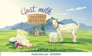 goat milk 0