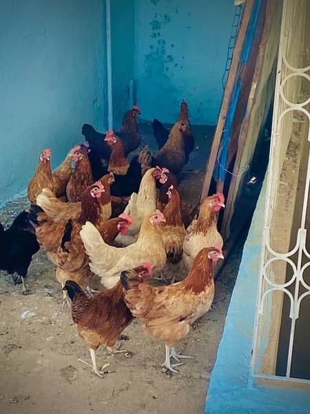 Golden Misri  | Egg laying hen | hens | مرغیاں 8