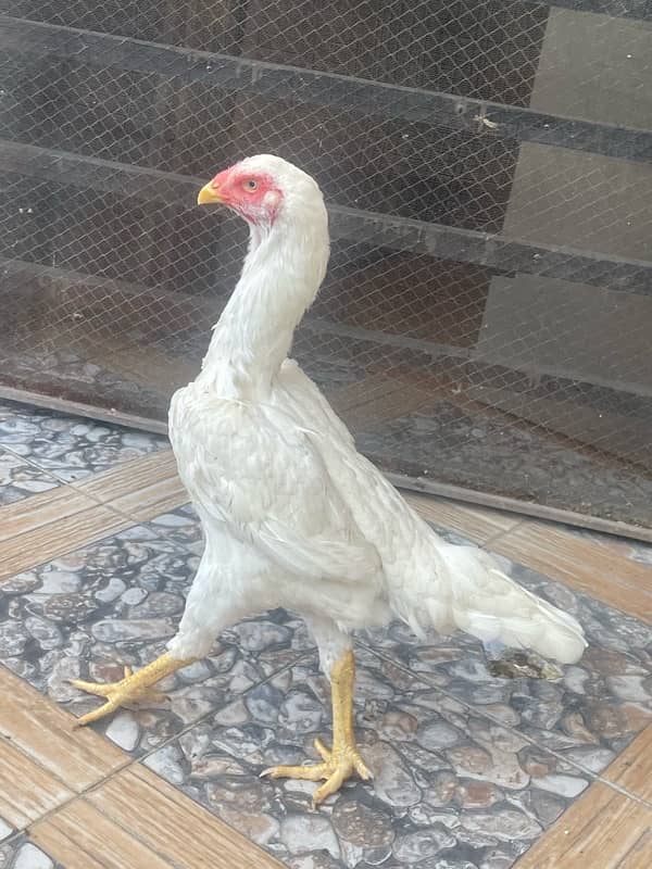 Pure Imported Shamoo Aseel Breed 100% Fertile Eggs Available 2