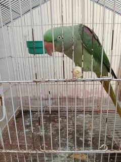 Raw Parrots|Female Raw Parrot|Green Parrots.