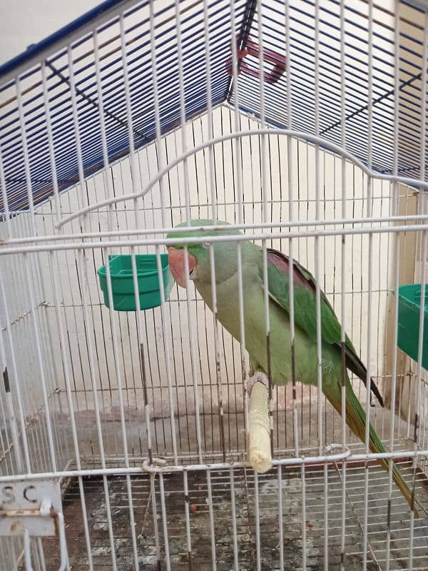 Raw Parrots|Female Raw Parrot|Green Parrots. 1